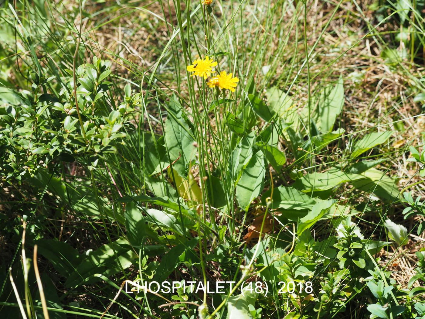 Hawkweed, Wall plant